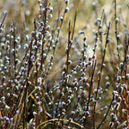 2 French Pussy Willow Live Tree, 12-24 Inch Tall Pussy Willow Plant, Outdoor Tree for Garden Planting, Great for Yard Landscaping and Decorative Branches