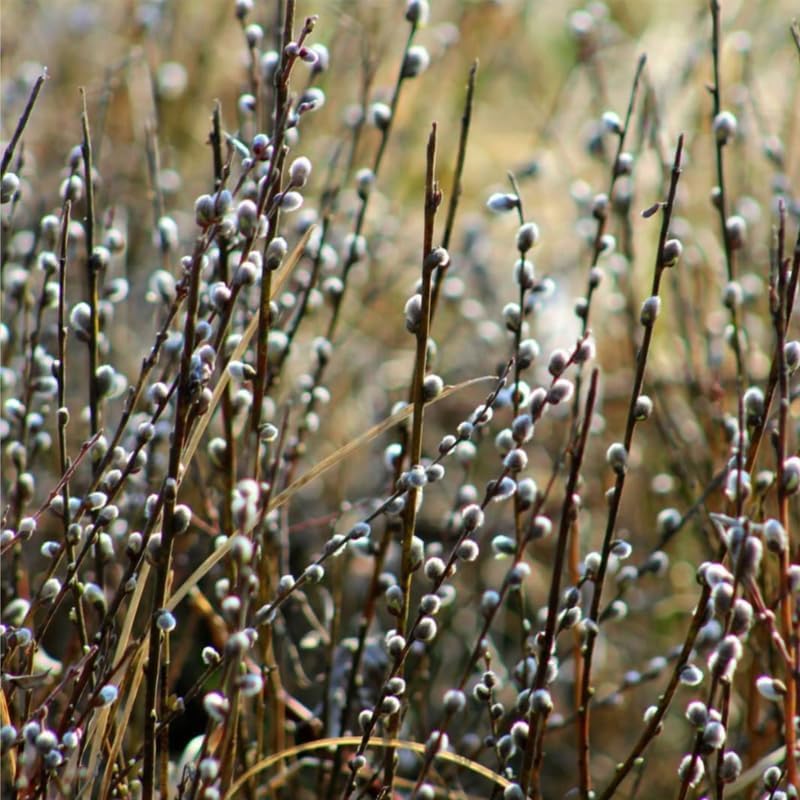 2 French Pussy Willow Live Tree, 12-24 Inch Tall Pussy Willow Plant, Outdoor Tree for Garden Planting, Great for Yard Landscaping and Decorative Branches