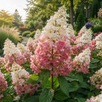 2 Pinky Winky Hydrangea Live Plants in Quart Pot, 6-12" Tall Hydrangea Bushes Ready to Plant, Grow Robust Floral Clusters for Hedges & Outdoor Landscapes