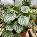 Watermelon Peperomia Plant Live Indoor, Peperomia Argyreia Plant in 4'' Inch Pot, Low-Maintenance Peperomia Live Plant, Ideal Plant for Home & Office