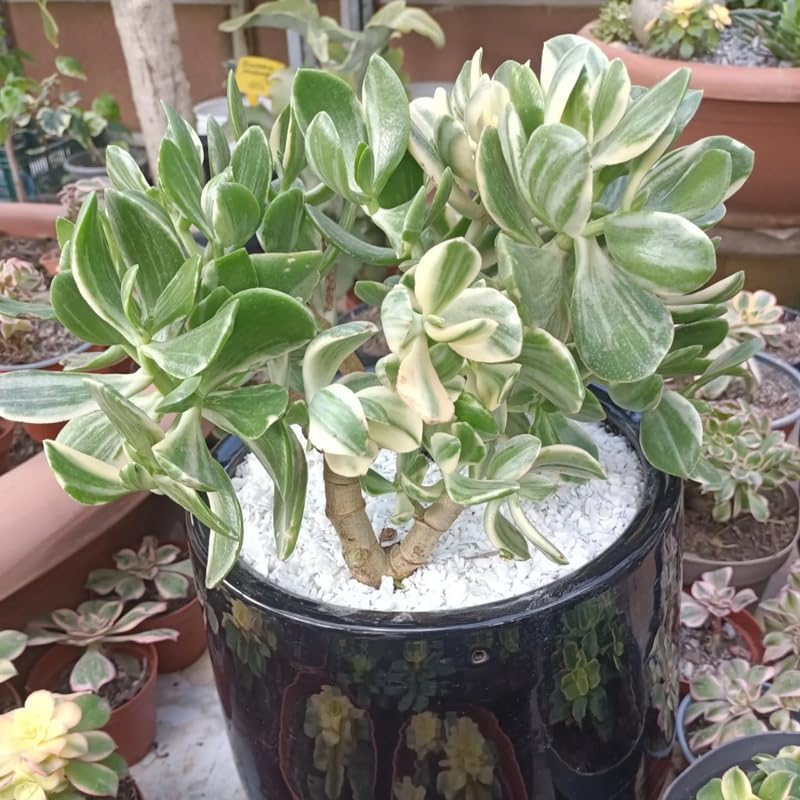 Jade Plant Live in 4" Inch Pot | Variegated Crassula Ovata | Great for Collections, Gifts & Small Spaces