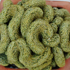 Mammillaria Cristata Golden Brain Cactus Live Plant | Rare Crested Cactus Plant | Live Cactus in 2.5-6" Inch Pot | Ideal for Collectors & Modern Home Décor