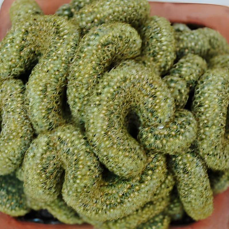 Mammillaria Cristata Golden Brain Cactus Live Plant | Rare Crested Cactus Plant | Live Cactus in 2.5-6" Inch Pot | Ideal for Collectors & Modern Home Décor