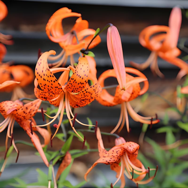 Tiger Lily Bulbs, Set 3 Lily Bulbs for Fall Planting, Bold Orange Spotted Blooms, Live Perennial Flower Bulbs for Garden Rows and Borders