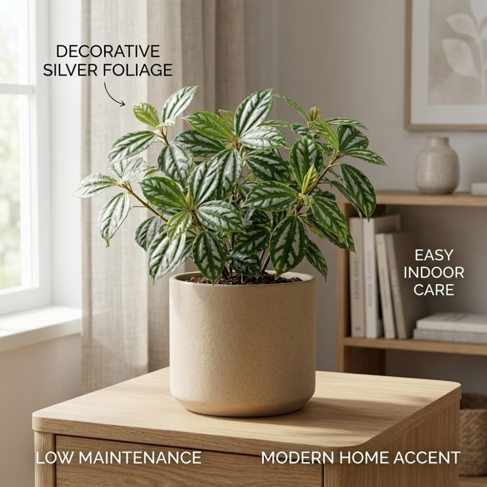 Pilea Cadierei Plant, 4" Potted Watermelon Pilea, High-Vigor Low Maintenance Houseplant for Desks, Pet-Friendly Silver & Green Foliage