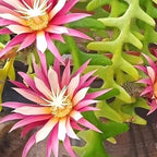 Fishbone Cactus RIC Rac Cactus Live Plant in 4" Inch Pot | Unique Fish Bone Patterned Foliage | Easy-Care Indoor Tropical Houseplant | Ideal Gift for Plant Lovers