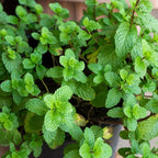 2 Apple Mint Plant, 3" Pot, Fresh Herb Plants Live, Mint Plants for Inside Windowsills or Outdoor Garden Beds
