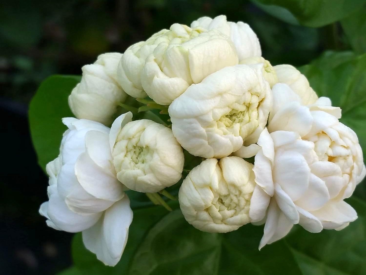 Grand Duke Jasmine Plant | Tuscany Jasmine Plant | Size 4 to 5 Inch Tall | Gift Story Card Housewarming Friendship Gifts for Women Best Friend Gift for New Home