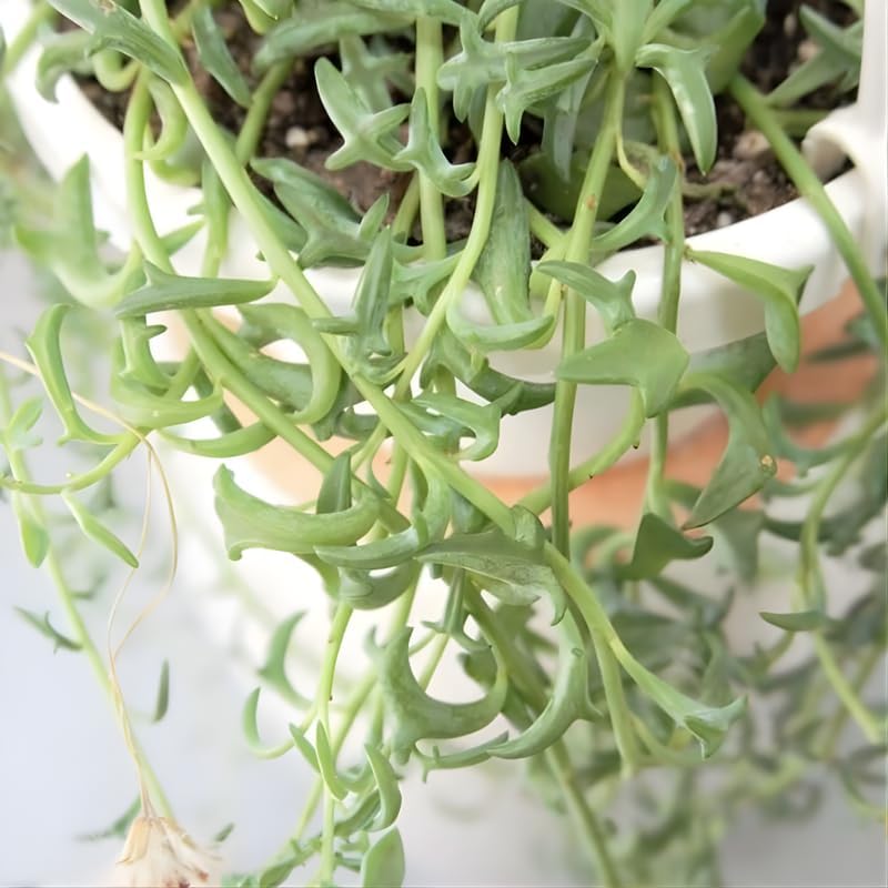 String of Dolphins Live Plant in 4'' Inch Pot | Trailing Succulent for Hanging Displays | String of Dolphins Plant Live for Home & Office
