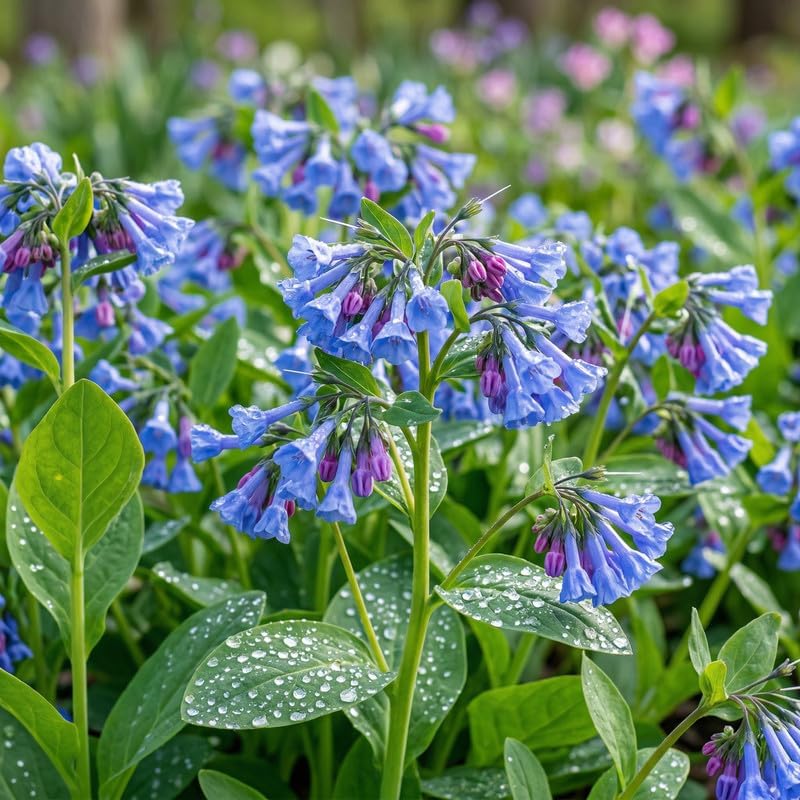 10 Virginia Bluebells Plants Roots, Easy to Grow Mertensia Virginica, Low Maintenance Bell-Shaped Blue Flowers for Shaded Landscaping