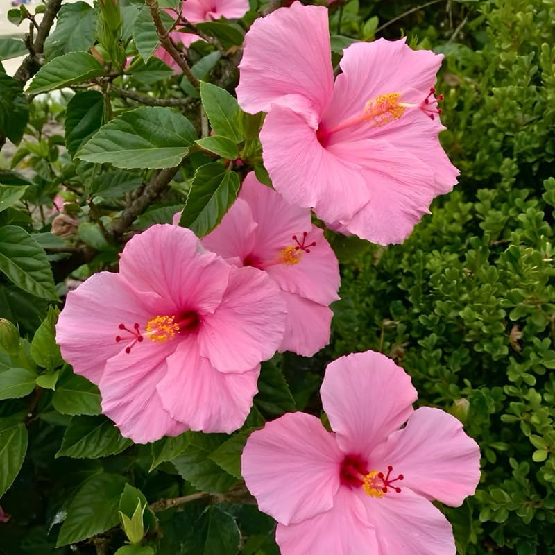 2 Pink Hibiscus Althea Live Plants for Planting | 12–18 Inch Tall | Pink Flowering Rose of Sharon Trees for Outdoor Gardens & Privacy Screens