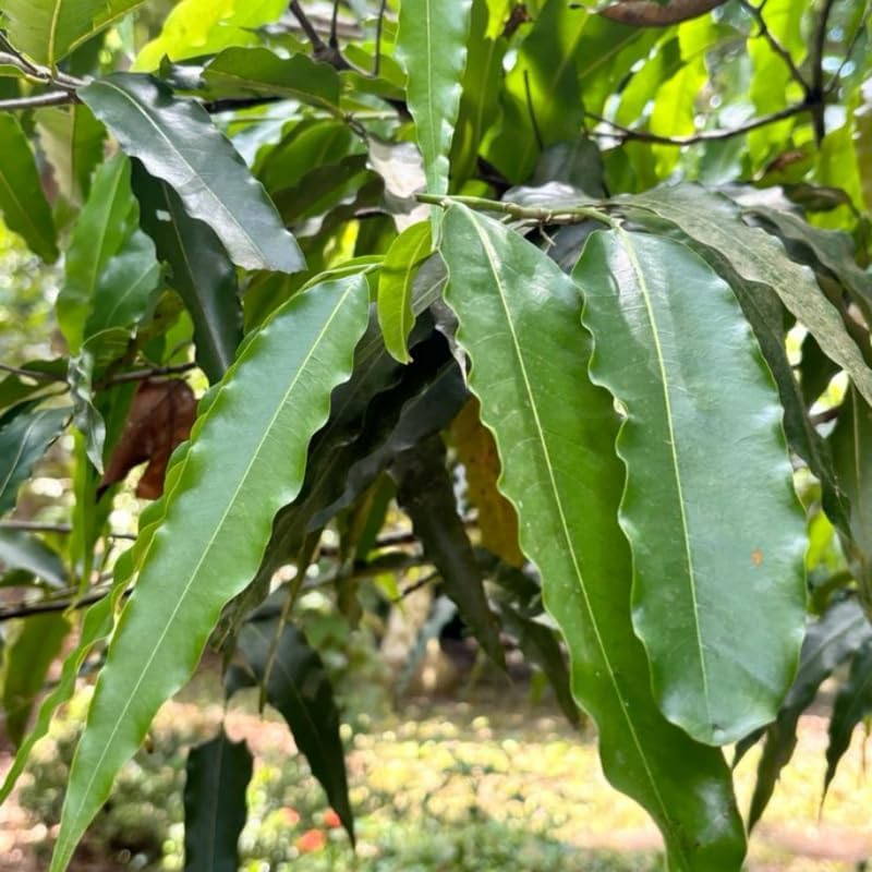 4 Live Oak Tree, Willow Oak Trees Live Plants 12–18 Inch Tall, Strong Young Oak Tree for Yard Growing and Long-Term Landscaping