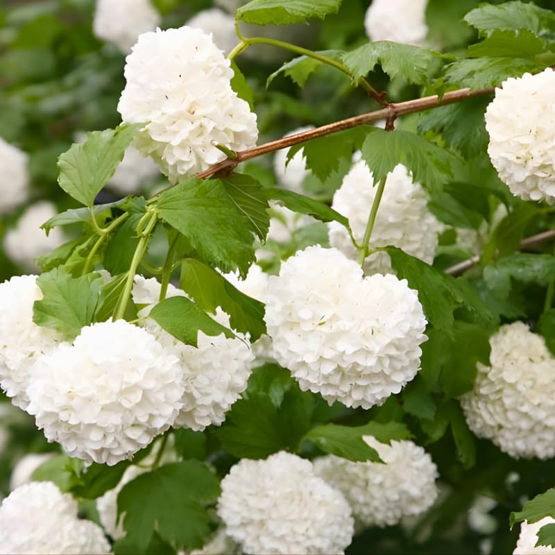 2 Viburnum Live Plants | Japanese Snowball Bush Live Plant | 1–2 Feet Tall Dormant Bare Root Shrubs | Great for Borders, Hedges, and Landscape Design