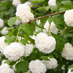 2 Viburnum Live Plants | Japanese Snowball Bush Live Plant | 1–2 Feet Tall Dormant Bare Root Shrubs | Great for Borders, Hedges, and Landscape Design