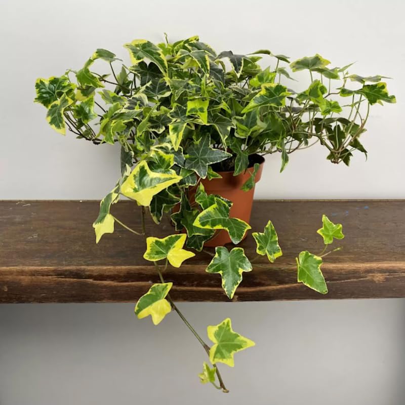 Gold Child English Ivy Live Plants in 4” Inch Pot | Hardy Gold Child English Ivy Indoor Plant for Fresh Home Greenery | Low-Maintenance English Ivy Houseplant Ideal for Home Décor
