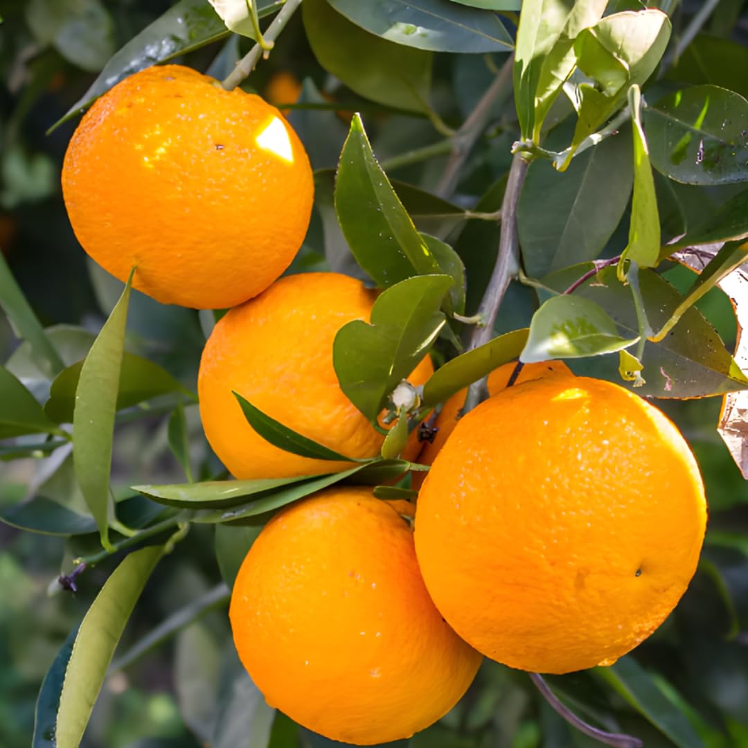 (No Ship to CA,HI,AK) Hamlin Orange Trees Live Plants| 1 Gallon Live Potted Citrus Plant | Sweet Juicy Fruit Tree for Indoor & Outdoor Spaces
