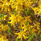 2 Forsythia Live Plants | Forsythia Bush Shrubs for Outdoor Planting | 1–2 Feet Tall Well-Established Plants | Ideal for Hedges, Borders, and Landscape Use