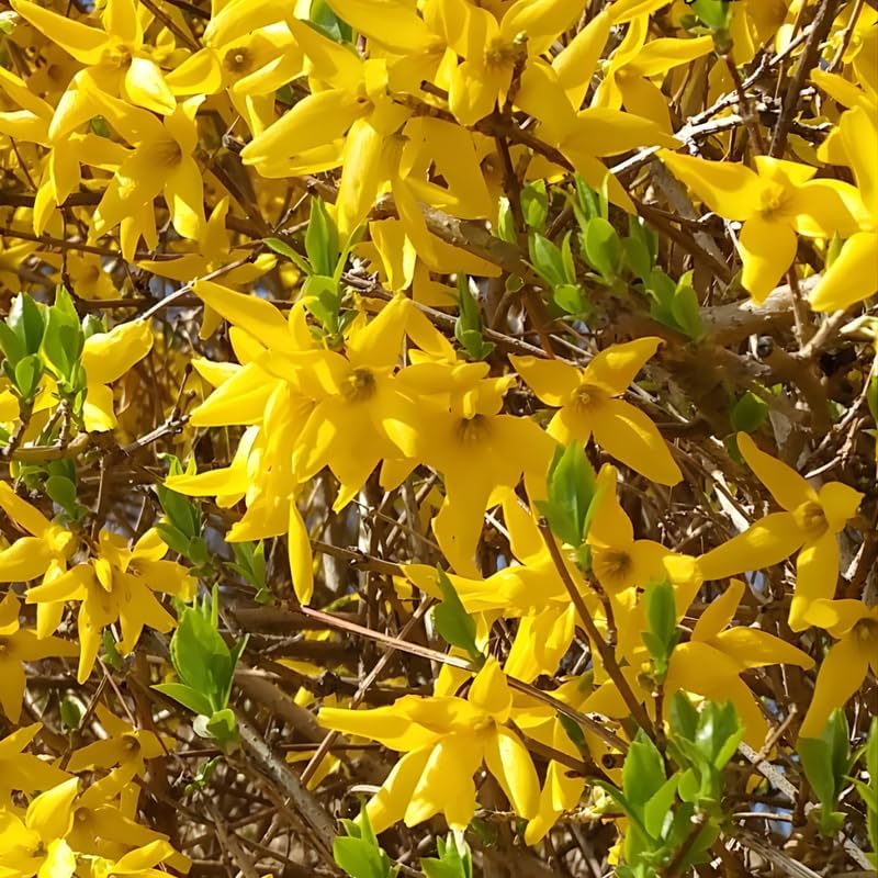2 Forsythia Live Plants | Forsythia Bush Shrubs for Outdoor Planting | 1–2 Feet Tall Well-Established Plants | Ideal for Hedges, Borders, and Landscape Use