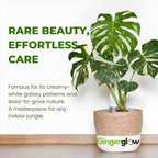 Monstera Thai Constellation Live Plant, 4" Potted Plant, Easy Care Variegated Greenery, Decorative Speckled Foliage for Desks and Bright Spaces
