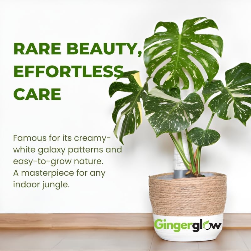 Monstera Thai Constellation Live Plant, 4" Potted Plant, Easy Care Variegated Greenery, Decorative Speckled Foliage for Desks and Bright Spaces