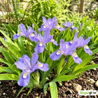 10 Wild Crested Iris Plants Live Roots, Low Maintenance Purple Iris Cristata, Blooming Perennial for Woodland Gardens & Borders, Not Bulbs