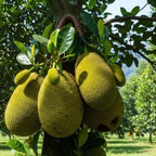 (No Ship to CA,HI,AK) Live Jackfruit Tree, 3 Foot Tall Potted Plant, 3 Gallon Size, Easy Care Tropical Greenery, Large Fruit Tree for Home Landscapes