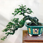 Chinese Elm Trees Live Plant | Fast-Growing Cold Hardy Elm Tree for Landscaping | 6–12 Inch Live Tree for Yard, Garden & Windbreaks