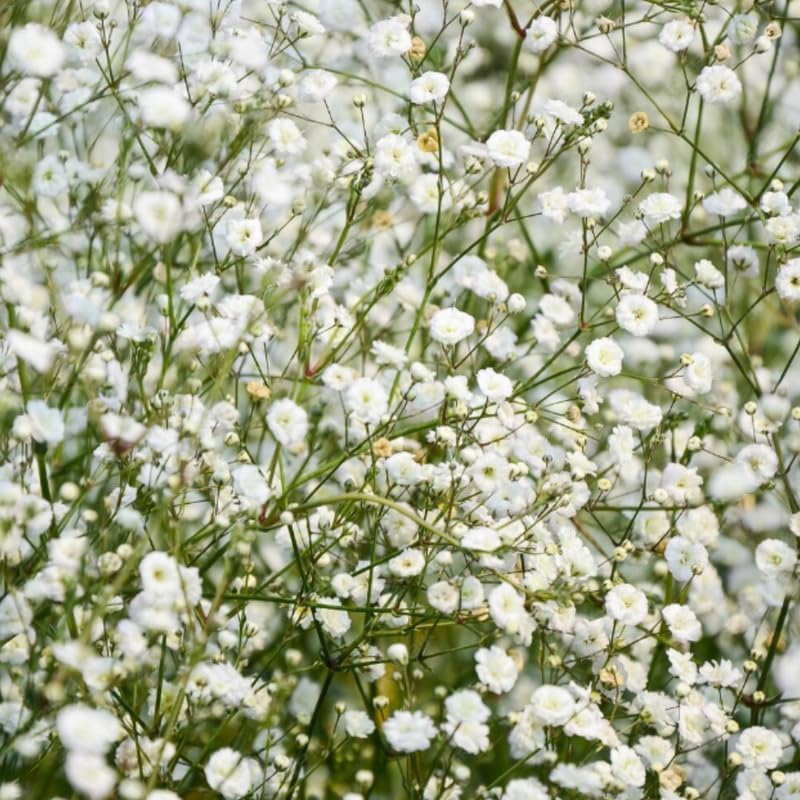 White Baby's Breath Plant, 3-4 Inch Bare Root Size, Low Maintenance Flowering Perennial for Sunny Landscapes
