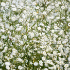 White Baby's Breath Plant, 3-4 Inch Bare Root Size, Low Maintenance Flowering Perennial for Sunny Landscapes