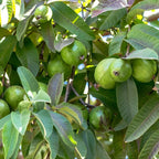 (No Ship to CA,HI,AK) Guava Plants Live for Planting - Thai White Guava Tree, 2-3 Foot Tall Potted Plant, 3 Gallon Size, Easy Care Tropical Greenery, Fruit Tree for Home Landscapes
