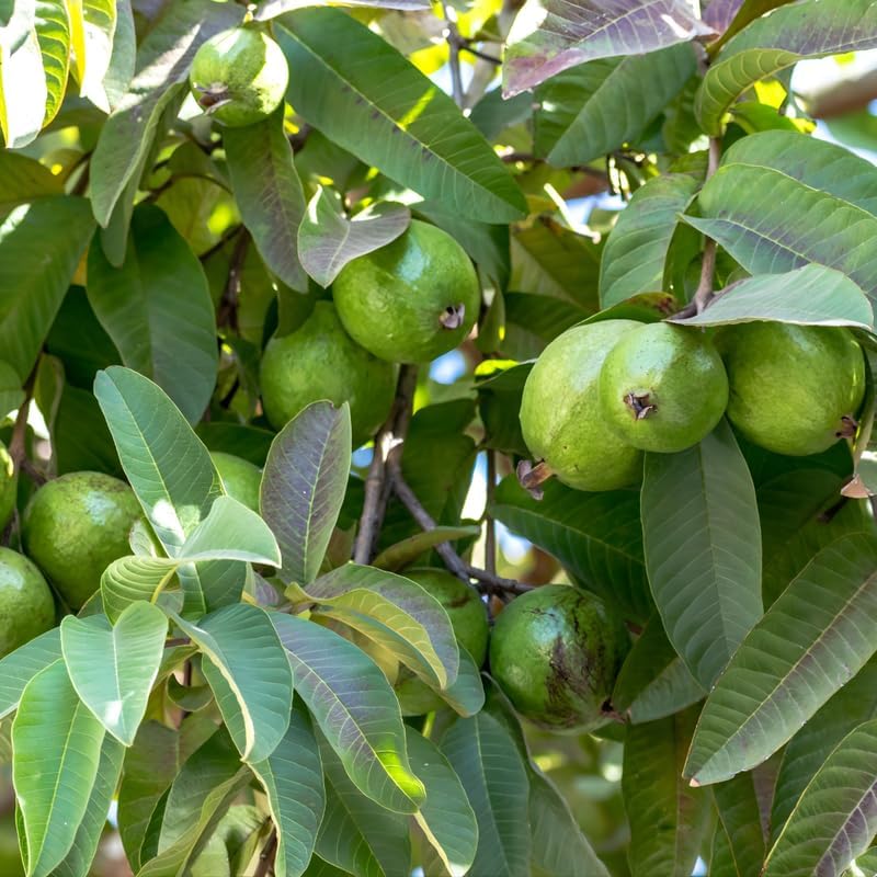 (No Ship to CA,HI,AK) Guava Plants Live for Planting - Thai White Guava Tree, 2-3 Foot Tall Potted Plant, 3 Gallon Size, Easy Care Tropical Greenery, Fruit Tree for Home Landscapes