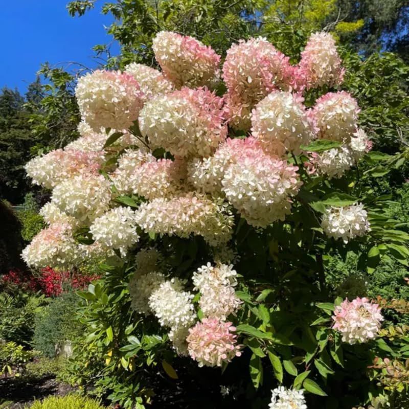 2 PeeGee Hydrangea Live Plant Bush Shrub | 12-24" Rooted Cuttings | Cold-Hardy Panicle Flowering Shrub | White to Pink Autumn Blooms