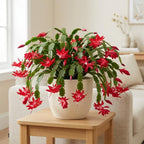 Orange Christmas Cactus Plant, 5-6 Inch Tall, Winter Blooming Succulent Starter for Home Décor, Low Maintenance Plant for Bright Indoor Spaces and Holiday Gifts