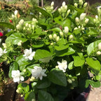 Maid of Orleans Jasmine Plant Live in 4 Inch Pot | Fragrant White-Blooming Jasmine | Easy to Grow Live Jasmine Plant for Indoor Home Décor