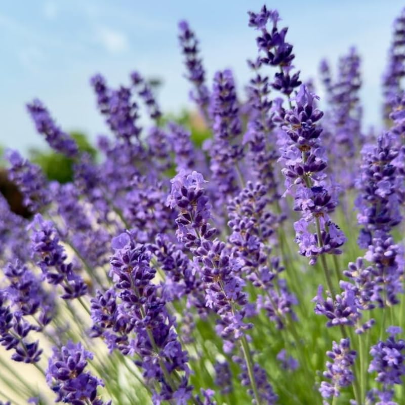 English Lavender Flower Plant, 3-Inch Potted, Aromatic Lavandula Angustifolia, Live Lavender Plants for Inside and Home Décor