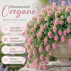 Ornamental Oregano Plants Live for Planting, 3" Pot, High-Yield, Elegant Cascading Pink Flowers, Fragrant Foliage, Perfect for Patio Containers and Window Boxes