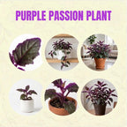Purple Passion Live House Plant, 4-5 Inch Tall, Well-Rooted Bare Root Starter, Velvet Leaf Houseplant for Home and Office