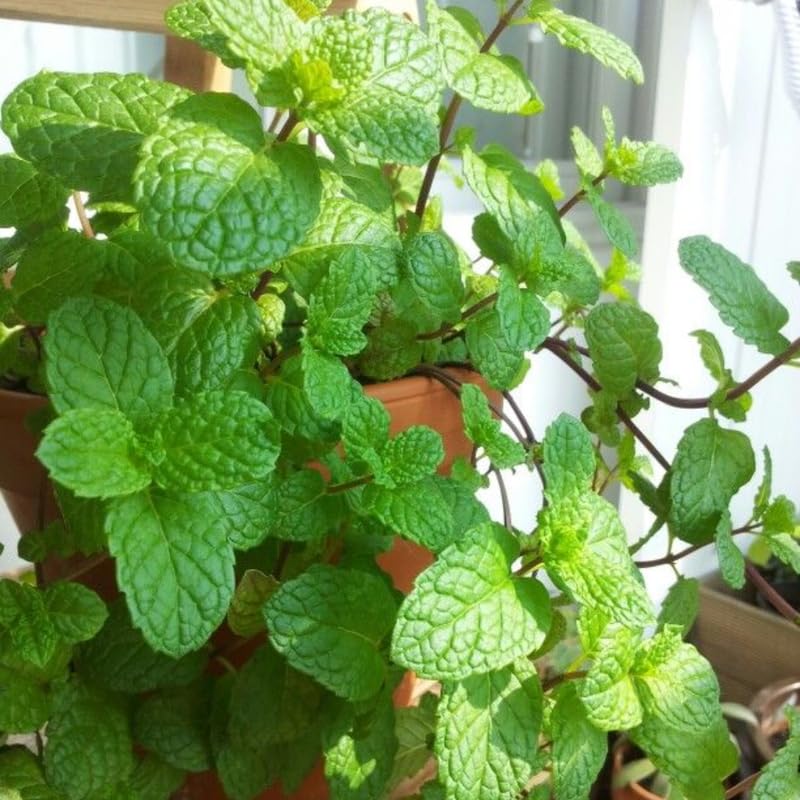 Chocolate Mint Plants Live Outdoor and Garden, Mint Plants Live in 3-Inch Pot, Cold-Hardy Mint Herb for Patios, Containers, and Ground Cover