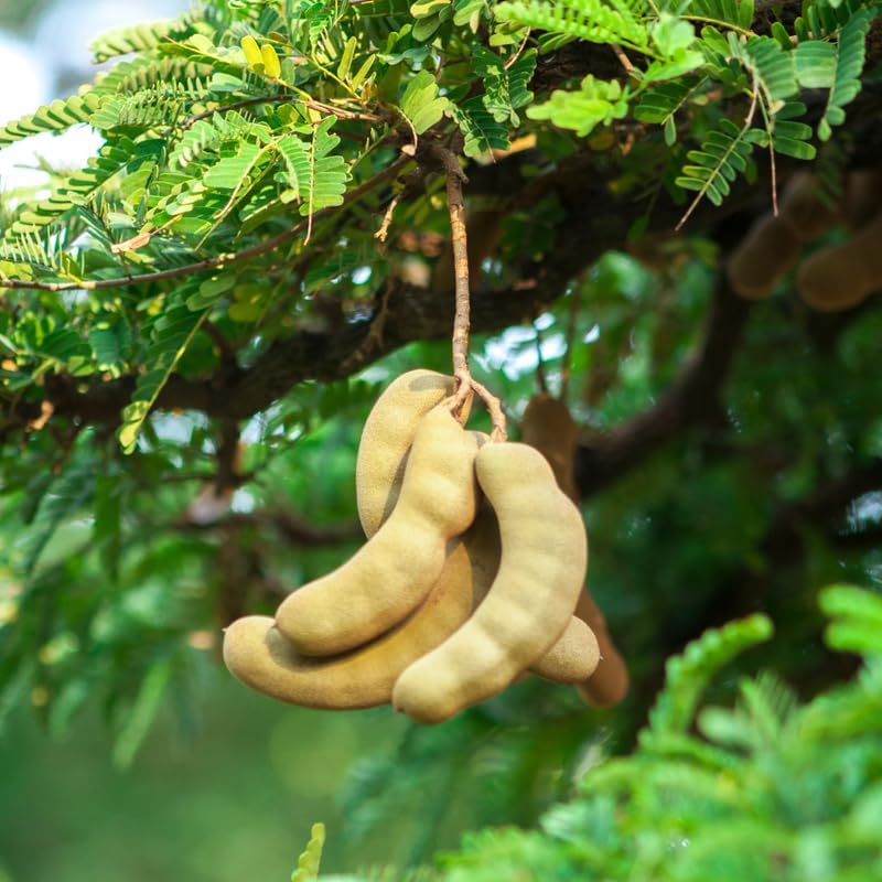 No Ship to CA, HI, AK, Sour Tamarind Live Plant, 3 Gallon Pot, 2-3 Feet Tall, Potted Tropical Fruit Tree Starter for Backyard and Large Containers