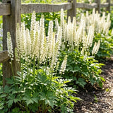 20 Black Cohosh Roots Bugbane Live Plants, Easy Care Actaea Racemosa, Shade Plants Outdoor Perennial with Tall White Flower Spikes for Woodland Gardens & Borders