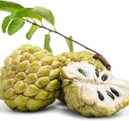 Green Sugar Apple Tree Live Plant | 30-36 Inches Tall | Easy to Grow Tropical Custard Apple Fruit Tree for Indoor and Outdoor | Live Plant Only | No Ship to CA,HI,AK