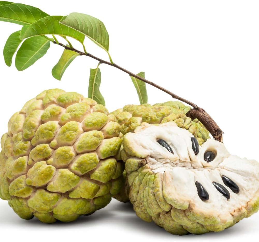 Green Sugar Apple Tree Live Plant | 30-36 Inches Tall | Easy to Grow Tropical Custard Apple Fruit Tree for Indoor and Outdoor | Live Plant Only | No Ship to CA,HI,AK