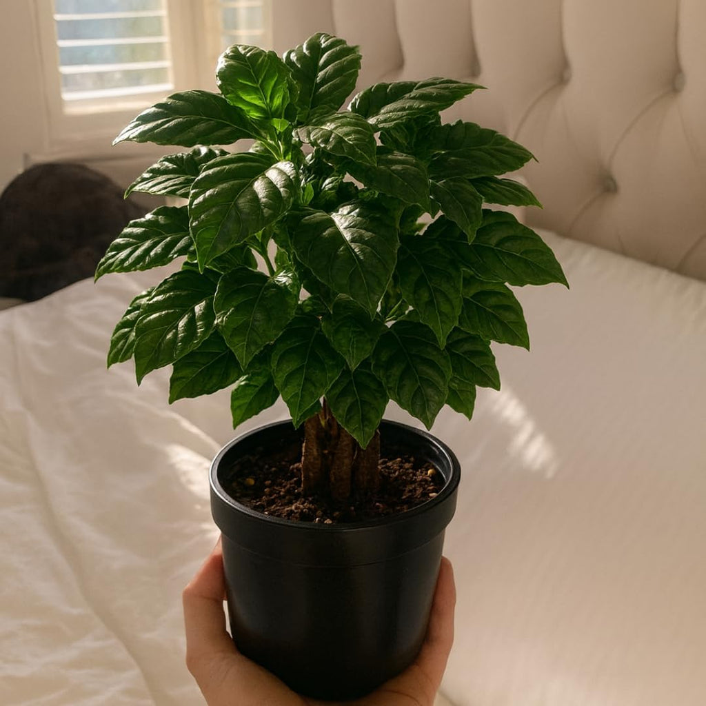 Live Arabica Coffee Plant in 4 Inch Pot| Suitable for Indoors or Patio | Tropical Houseplant for Beginners