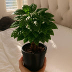 Live Arabica Coffee Plant in 4 Inch Pot| Suitable for Indoors or Patio | Tropical Houseplant for Beginners