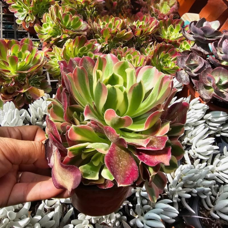 Aeonium Black Rose Plant Live Succulent in 4" Inch Pot | Black Succulents Plants Live | Ideal for Modern Home Décor, Desk Displays & Plant Collections