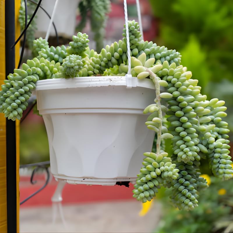 2 Succulent Plants, Donkey Tail Succulent Plants Live in 2 Inch Pot, Plant for Home Office, Wedding Hanging Decoration & DIY Projects