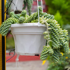 2 Succulent Plants, Donkey Tail Succulent Plants Live in 2 Inch Pot, Plant for Home Office, Wedding Hanging Decoration & DIY Projects
