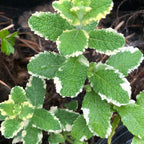 Chocolate Mint Plants Live Outdoor and Garden, Mint Plants Live in 3-Inch Pot, Cold-Hardy Mint Herb for Patios, Containers, and Ground Cover