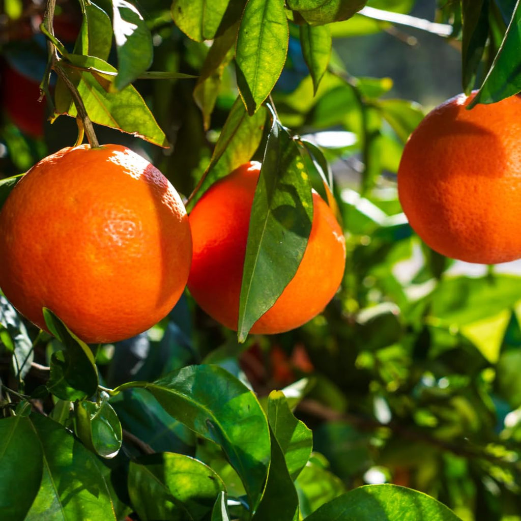 Hamlin Orange Tree for Planting | 2.5–3 Ft Live Citrus Plant | Easy-Grow Edible Fruit Tree for Home Gardens & Patios | No Ship to CA,HI,AK