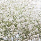 White Baby's Breath Plant, 3-4 Inch Bare Root Size, Low Maintenance Flowering Perennial for Sunny Landscapes